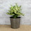 10.2" Self-watering Wicker Decor Planter for Indoor and Outdoor - Round - Grey B046P144644