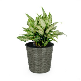 10.2" Self-watering Wicker Decor Planter for Indoor and Outdoor - Round - Grey B046P144644