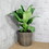 2-Pack Self-watering Wicker Decor Planter for Indoor and Outdoor - Round - Grey B046P144647