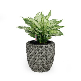 10.6" Self-watering Wicker Planter - Garden Decoration Pot - Gray - Round B046P144660