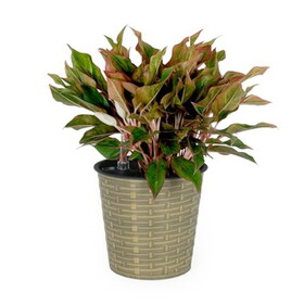 13.4" Self-watering Wicker Decor Planter for Indoor and Outdoor - Round - Natural B046P144637