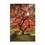 "First Colors of Fall II" by Moises Levy, Ready to Hang Framed Print, White Frame B06786082