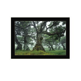 "Enchanted Forest I" by Martin Podt, Ready to Hang Framed Print, Black Frame B06789251