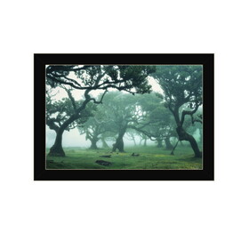 "Enchanted Forest II" by Martin Podt, Ready to Hang Framed Print, Black Frame B06789255