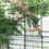 4 Pack Metal Garden Trellis 78.7" x 19.7" Rustproof Trellis for Climbing Plants Outdoor Flower Support Black W158681138