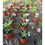 100 pcs 6 x10cm Plastic Plant T-Type Tags Nursery Garden Labels W2181P193836