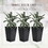 Outsunny Set of 3 Tall Planters with Drainage Hole, Outdoor Flower Pots, Indoor Planters for Porch, Front Door, Entryway, Patio and Deck, Black