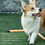 PawHut 6 Piece Dog Agility Training Equipment with Hurdle Bag and Whistle, Orange and White W2225P217636