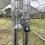 Large Chicken Coop Metal Chicken Run Walk-in Poultry Cage Spire-Shaped with Waterproof and Anti-Ultraviolet Cover for Backyard and Farm Outside Lockable Door(9.8'Lx19.7'Wx6.5'H) W419P144218