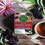 Traditional Medicinals Elderberry Echinacea Plus Tea 16 Tea Bags