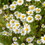 Frontier Co-op German Chamomile Flowers, Whole 1 lb.