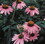Frontier Co-op Echinacea Purpurea Herb, Cut & Sifted, Organic 1 lb.