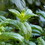 Frontier Co-op Spearmint Leaf, Cut & Sifted, Organic 1 lb.