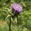 Frontier Co-op Milk Thistle Seed, Whole, Organic 1 lb.