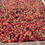 Frontier Co-op Seedless Rosehips, Cut & Sifted, Organic 1 lb.