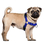 GoGO Easy Walk Dog Harness, Gentle No-Pull Dog Training Harness for Small Medium Large Dogs
