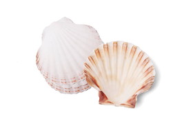 Nantucket Seafood 4771 Nantucket Seafood Natural Baking Sea Shells, 4-Inch, Set of 4