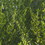 ALEKO BN14X200BK-AP Garden Crop Protective Bird Repellent Net - Black - 14 x 200 Feet