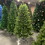 ALEKO CT6FT008-AP Premium Artificial Holiday Christmas Tree - 6 Foot - Green