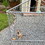 ALEKO DK7X7X6RF-AP DIY Chain Link Dog Kennel with Roof Frame - 7.5 X 7.5 X 6 Feet