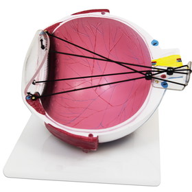 Good-Lite Astigmatism Eye Model