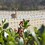 Greenscapes 46637 45 ft. L X 14 ft. W 1 pk Garden Netting