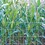 Garden Craft 213600 36 in. H X 100 ft. L Steel Welded Wire Fence Gray