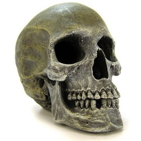 Blue Ribbon Human Skull Ornament, 7.5"L x 5"W x 6"H, EE-358