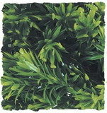 Zoo Med Natural Bush Borneo Star Plant Large, 1 count , 18037