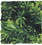 Zoo Med Natural Bush Borneo Star Plant Large, 1 count , 18037