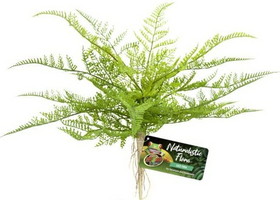 Zoo Med Naturalistic Flora Lace Fern, 1 count, BU-62