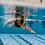 FINIS 1.05.001 Freestyle Snorkel, Designed for Freestyle