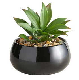 47th & Main BMR679 Succulent in Black Pot - Nodulosa