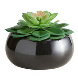 47th & Main BMR681 Succulent in Black Pot - Petras Perle