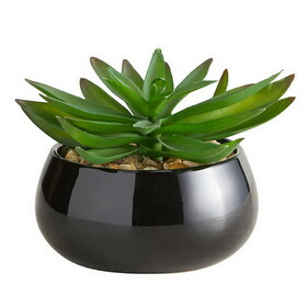 47th & Main BMR682 Succulent in Black Pot - Crassula