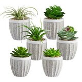 47th & Main CMR084 Succulents in Small Pot - Set of 6