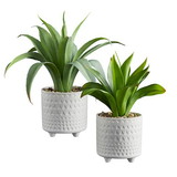 47th & Main CMR086 Plant In Pot - Set Of 2