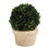 47th & Main DMR094 Topiary Boxwood - Small