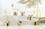 Tablesugar R5581 Champagne Coupe