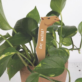 P.Graham Dunn YPPA0052 Plant Pals - Got Water