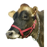 Intrepid International Cow Halter - Cow Red