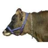 Intrepid International Cow Halter - Cow Blue