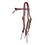 Headstall Shenandoah Western Knotted Brow Eng. Bridle Med Br