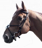 Intrepid International Pro-Trainer Figure 8 Noseband Black Full