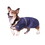 Intrepid International High Spirit Dog Rain Coat