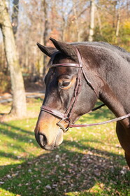 Intrepid International Exselle Elite Flat Raised Fancy Hunter Bridle with Laced Reins without Flash - Dark Brown