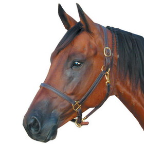 Intrepid International Deluxe Leather Track Halter 3/4" Pony