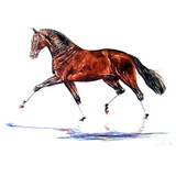 Print - Hengst (Dressage) Horse 19.75