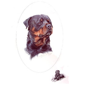 Print - Head Of A Rottweiler