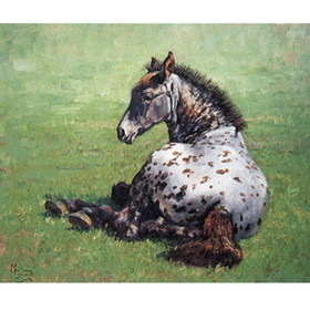 Print - Appaloosa Foal